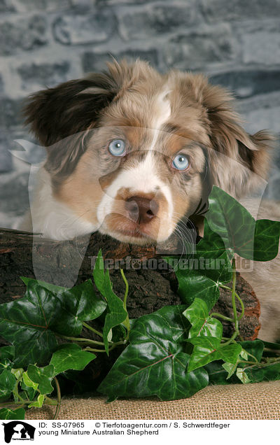 young Miniature Australian Shepherd / SS-07965
