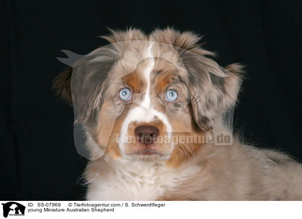 young Miniature Australian Shepherd / SS-07969