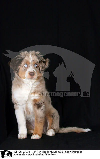 young Miniature Australian Shepherd / SS-07971