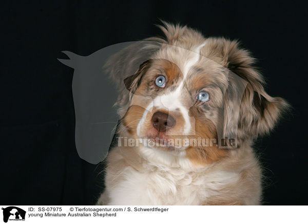 young Miniature Australian Shepherd / SS-07975