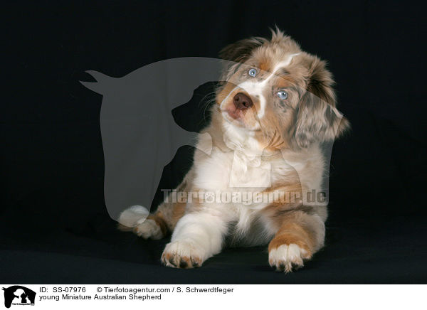 young Miniature Australian Shepherd / SS-07976