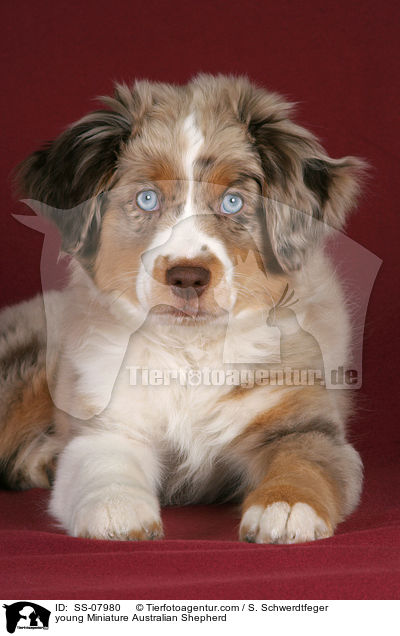 young Miniature Australian Shepherd / SS-07980