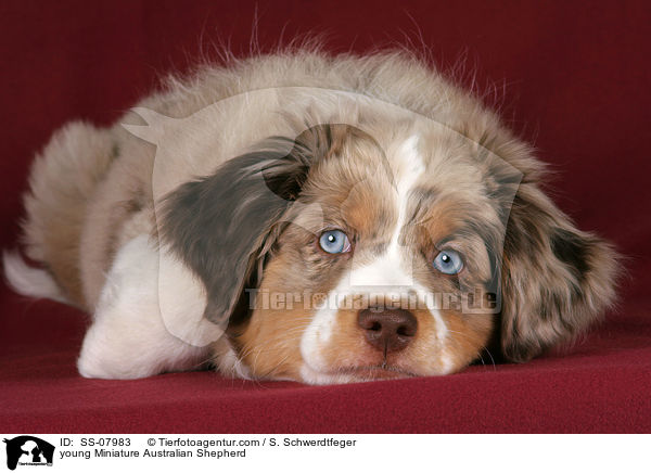 young Miniature Australian Shepherd / SS-07983