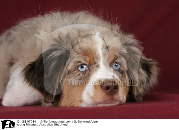 young Miniature Australian Shepherd / SS-07984