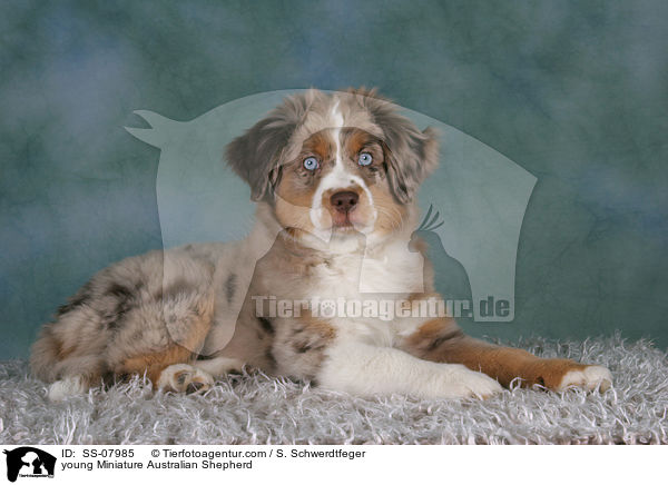 young Miniature Australian Shepherd / SS-07985