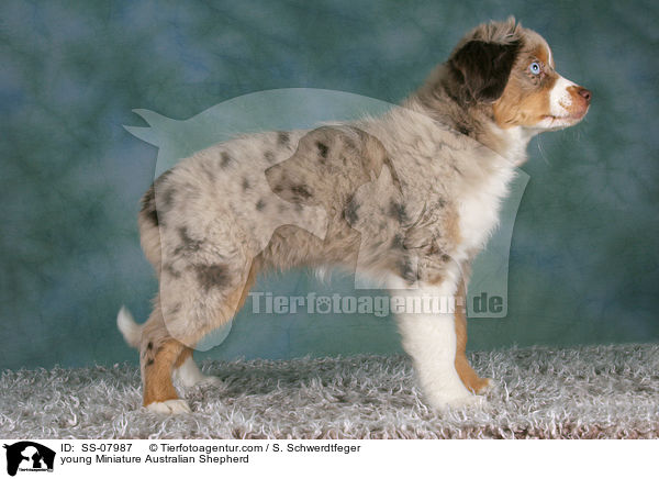 young Miniature Australian Shepherd / SS-07987