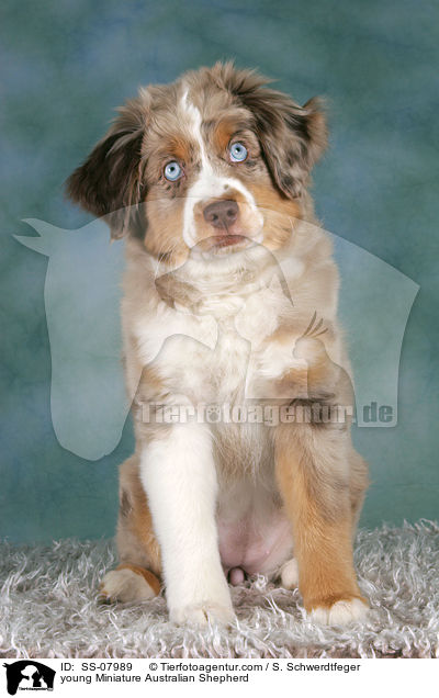 young Miniature Australian Shepherd / SS-07989