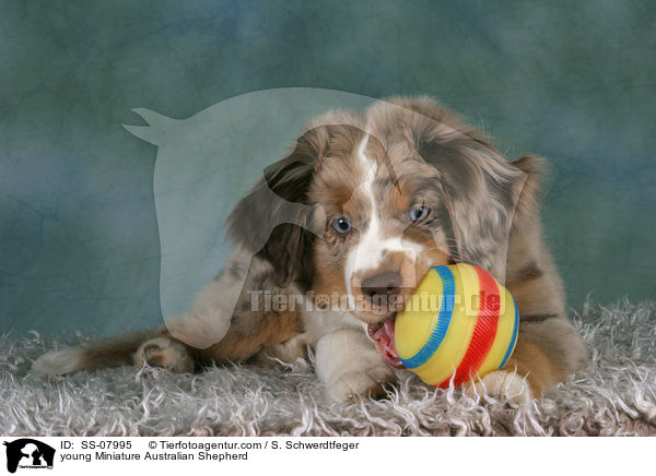 young Miniature Australian Shepherd / SS-07995
