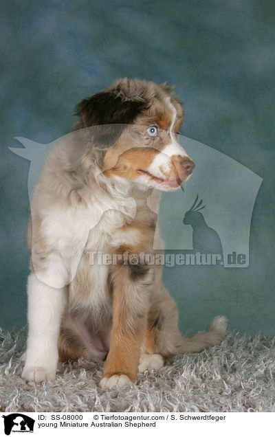young Miniature Australian Shepherd / SS-08000