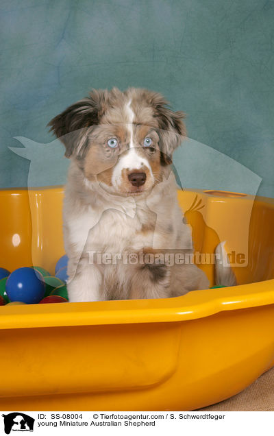 young Miniature Australian Shepherd / SS-08004