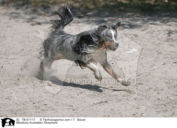 Miniature Australian Shepherd / TB-01117