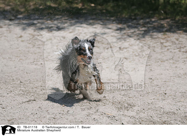 Miniature Australian Shepherd / TB-01118