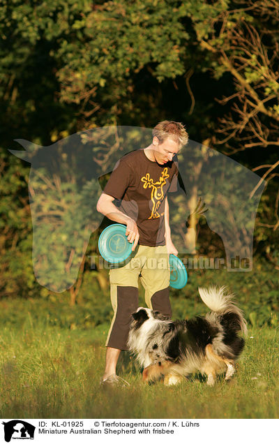Miniature Australian Shepherd with frisbee / KL-01925