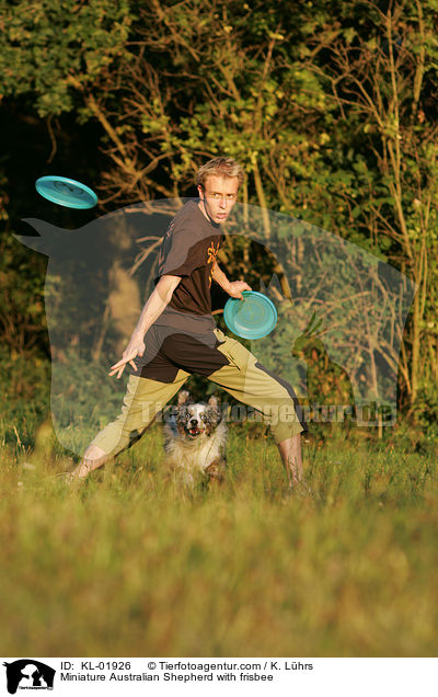 Miniature Australian Shepherd beim Frisbeespielen / Miniature Australian Shepherd with frisbee / KL-01926