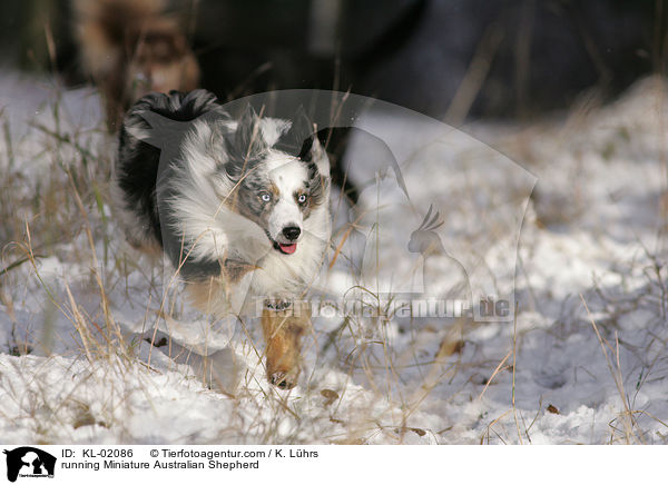 running Miniature Australian Shepherd / KL-02086