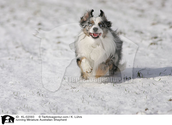 running Miniature Australian Shepherd / KL-02093