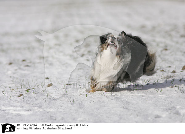 running Miniature Australian Shepherd / KL-02094