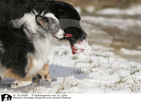 Miniature Australian Shepherd and Labrador Retiever / KL-02095