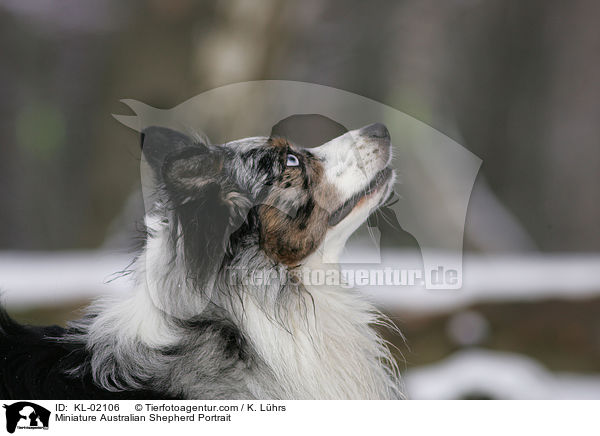 Miniature Australian Shepherd Portrait / KL-02106