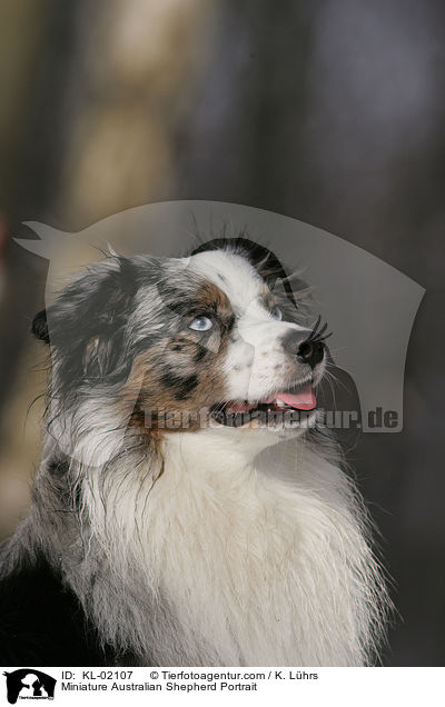 Miniature Australian Shepherd Portrait / KL-02107