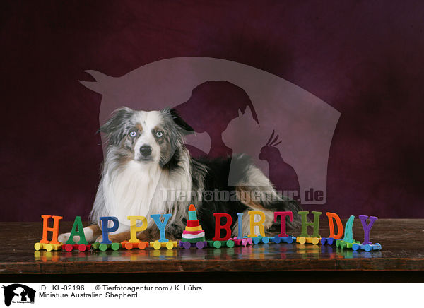 Miniature Australian Shepherd / KL-02196