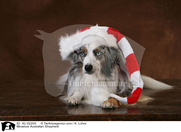 Miniature Australian Shepherd / Miniature Australian Shepherd / KL-02200