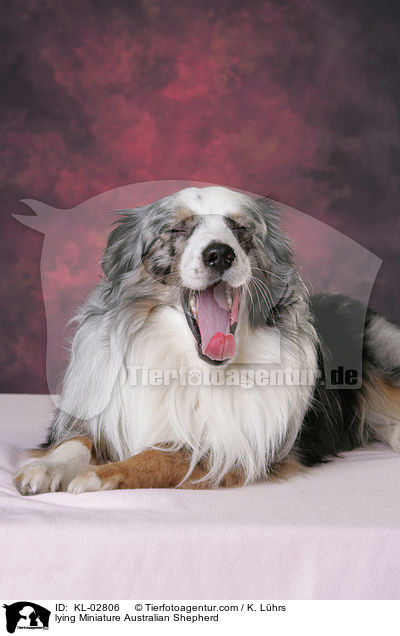 lying Miniature Australian Shepherd / KL-02806