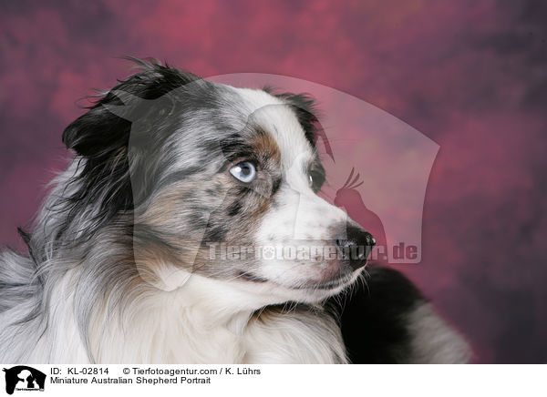 Miniature Australian Shepherd Portrait / KL-02814