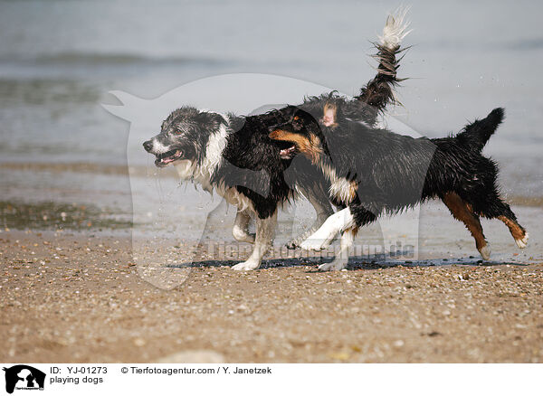 playing dogs / YJ-01273