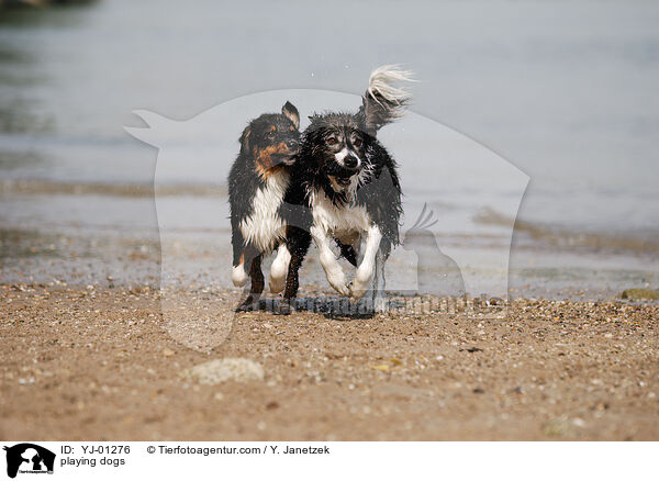 playing dogs / YJ-01276
