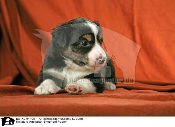 Miniature Australian Shepherd Puppy / KL-04408