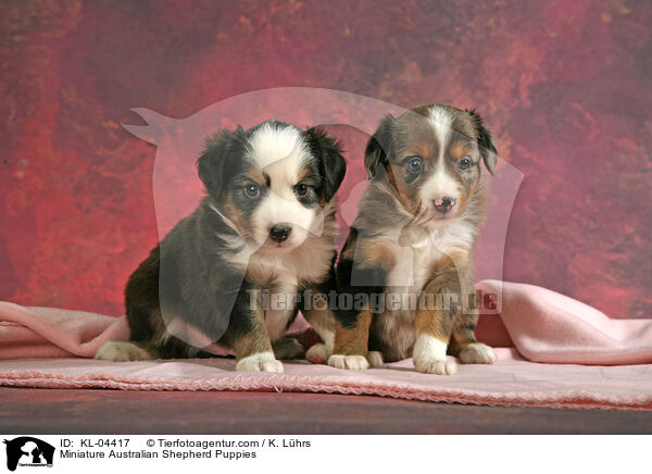 Miniature Australian Shepherd Puppies / KL-04417