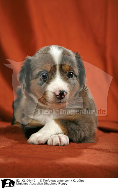 Miniature Australian Shepherd Puppy / KL-04419