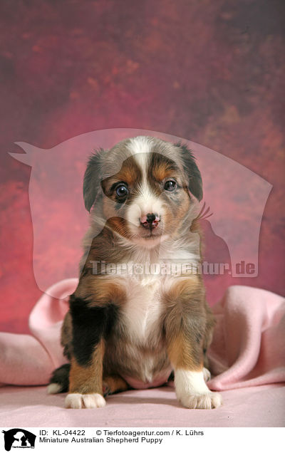 Miniature Australian Shepherd Puppy / KL-04422