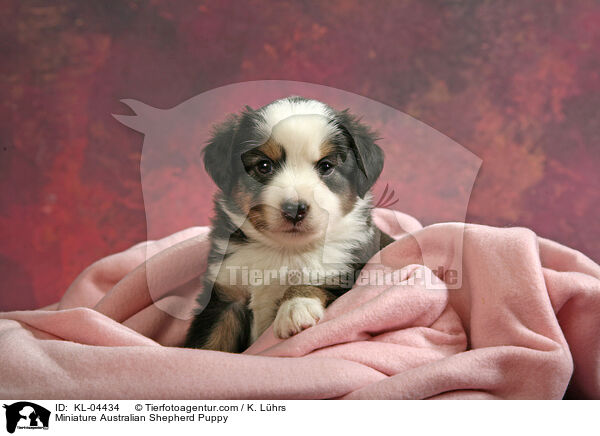 Miniatur Australian Shepherd Welpe / Miniature Australian Shepherd Puppy / KL-04434