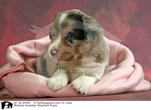 Miniature Australian Shepherd Puppy / KL-04439