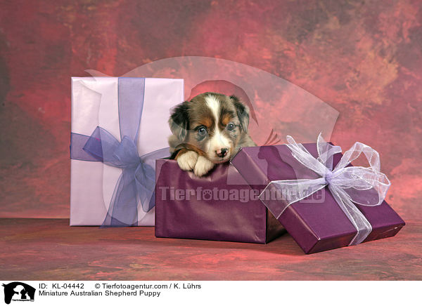 Miniature Australian Shepherd Puppy / KL-04442