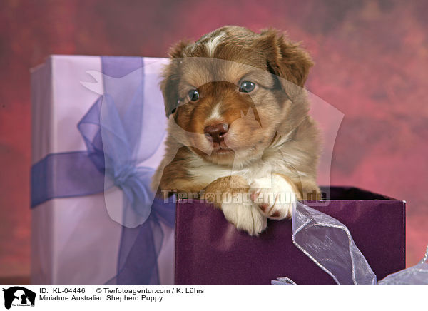 Miniatur Australian Shepherd Welpe / Miniature Australian Shepherd Puppy / KL-04446