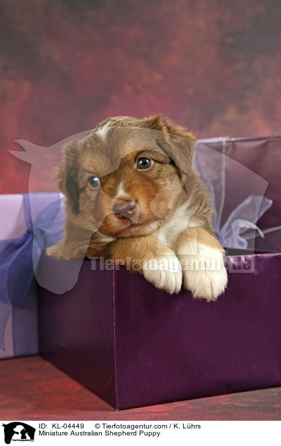 Miniatur Australian Shepherd Welpe / Miniature Australian Shepherd Puppy / KL-04449