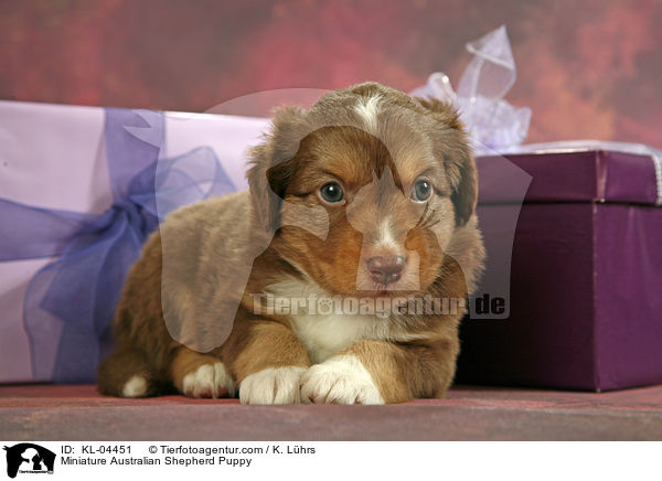 Miniatur Australian Shepherd Welpe / Miniature Australian Shepherd Puppy / KL-04451