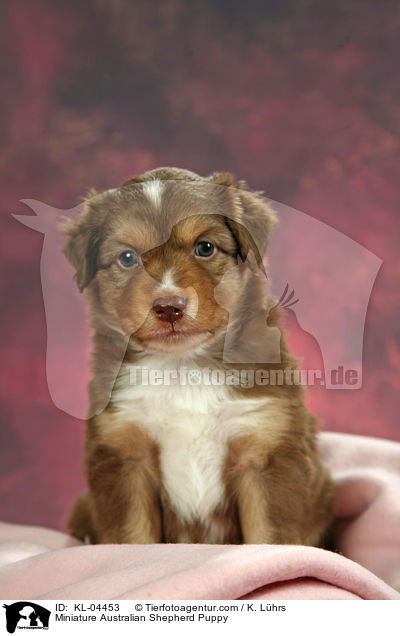 Miniature Australian Shepherd Puppy / KL-04453