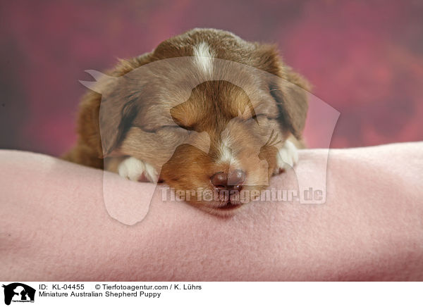 Miniature Australian Shepherd Puppy / KL-04455