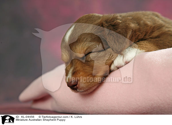Miniature Australian Shepherd Puppy / KL-04456