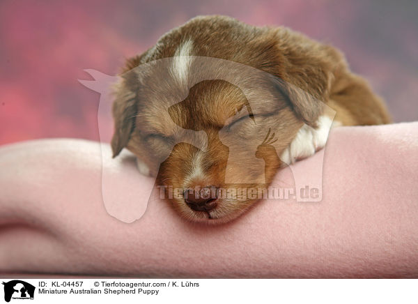 Miniature Australian Shepherd Puppy / KL-04457