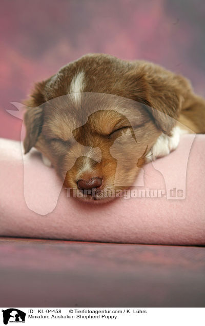 Miniature Australian Shepherd Puppy / KL-04458