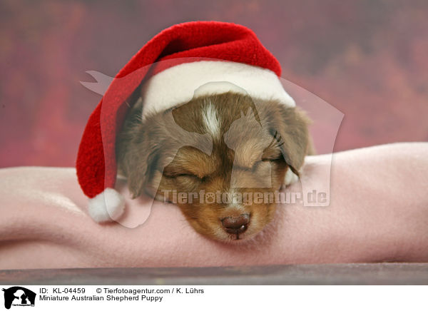 Miniatur Australian Shepherd Welpe / Miniature Australian Shepherd Puppy / KL-04459