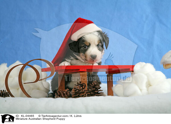 Miniatur Australian Shepherd Welpe / Miniature Australian Shepherd Puppy / KL-04465