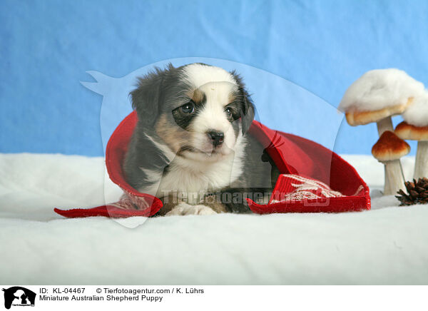 Miniatur Australian Shepherd Welpe / Miniature Australian Shepherd Puppy / KL-04467