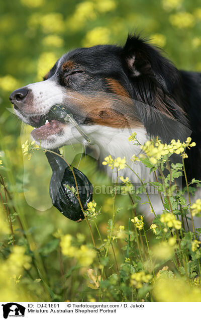 Miniature Australian Shepherd Portrait / DJ-01691