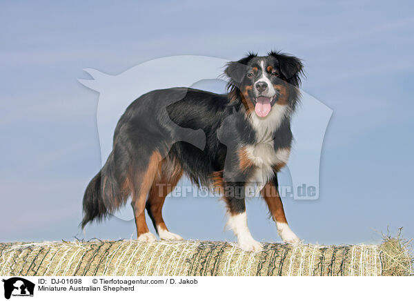 Miniature Australian Shepherd / DJ-01698